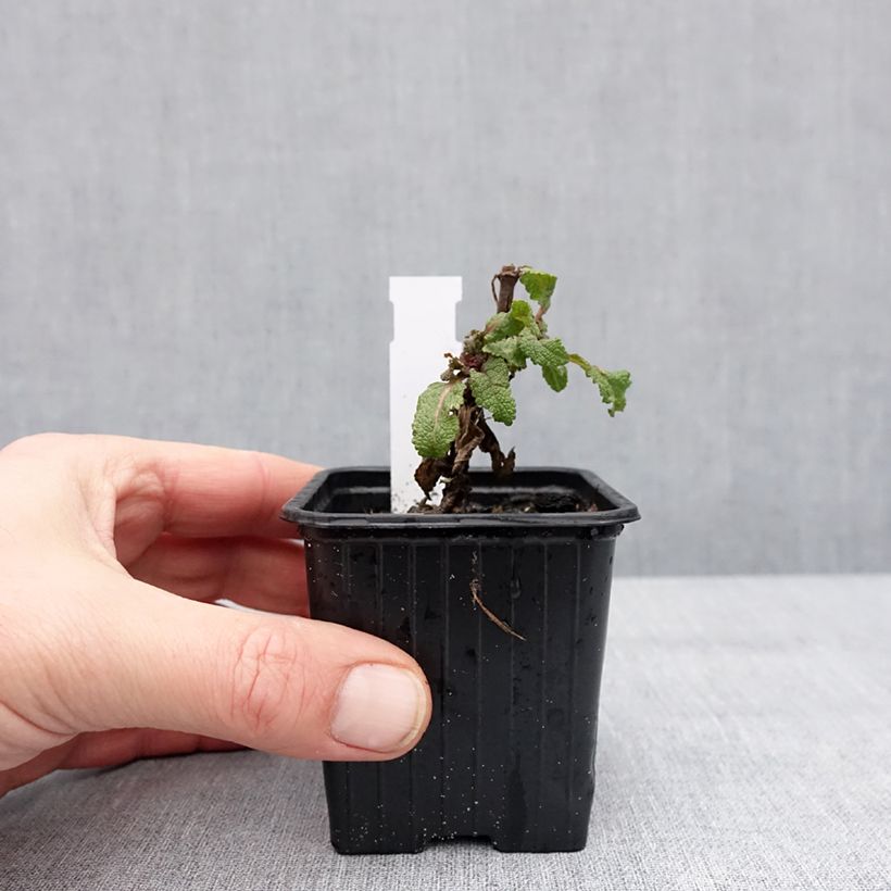 Esimerkki talvella toimitetusta Loistosalvia Katsjing 8/9 cm taimiruukku-taimesta