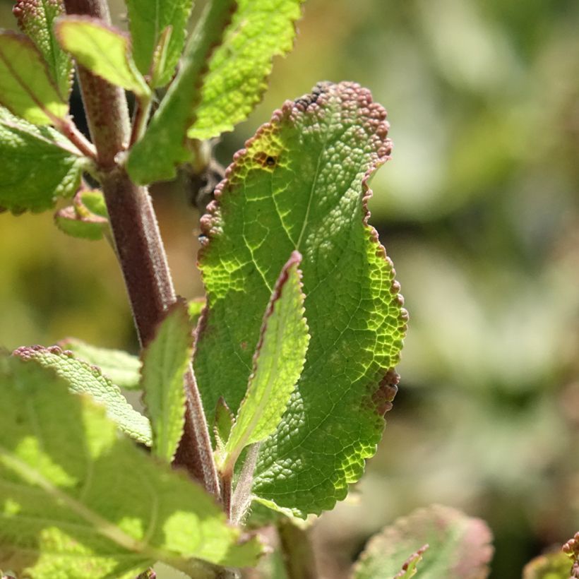 Loistosalvia Katsjing (Lehvistö)