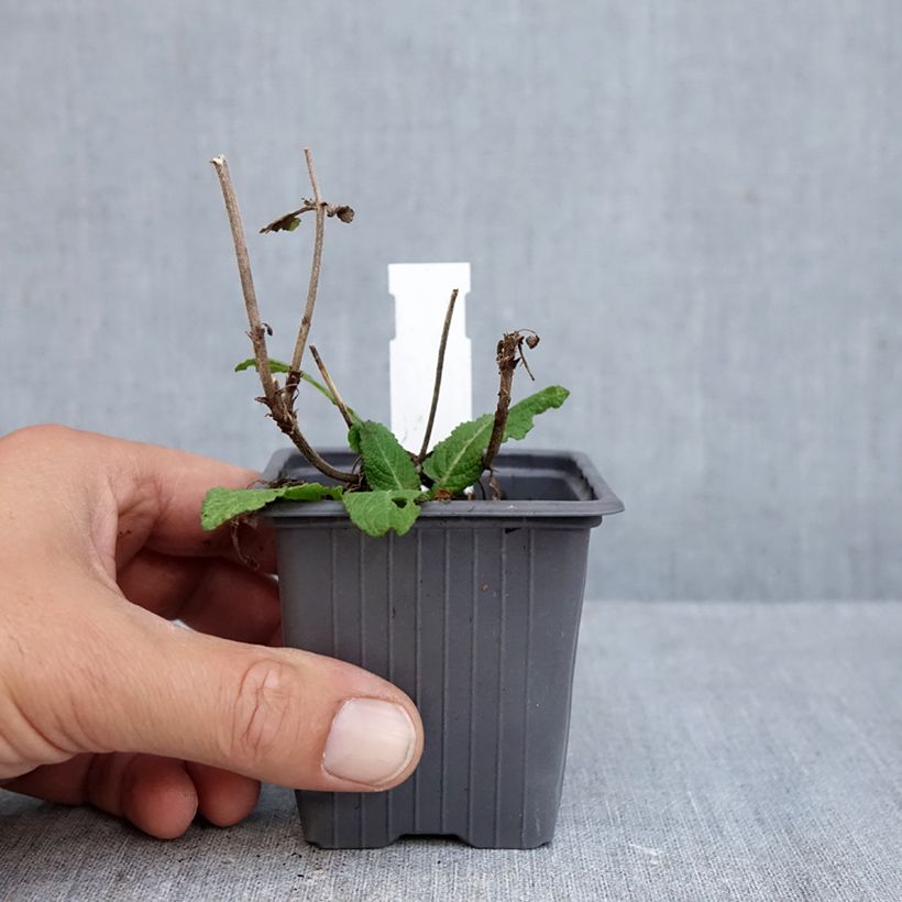 Esimerkki syksyllä toimitetusta Loistosalvia Katsjing 8/9 cm taimiruukku-taimesta