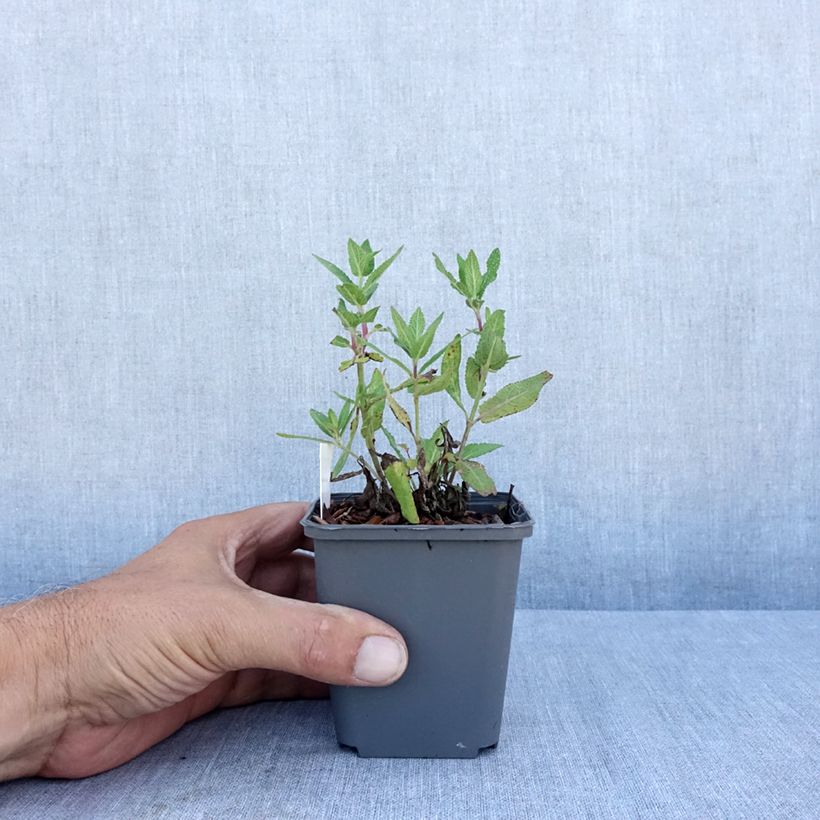 Esimerkki kesällä toimitetusta Lehtosalvia Lubecca Godet de 8/9 cm-taimesta