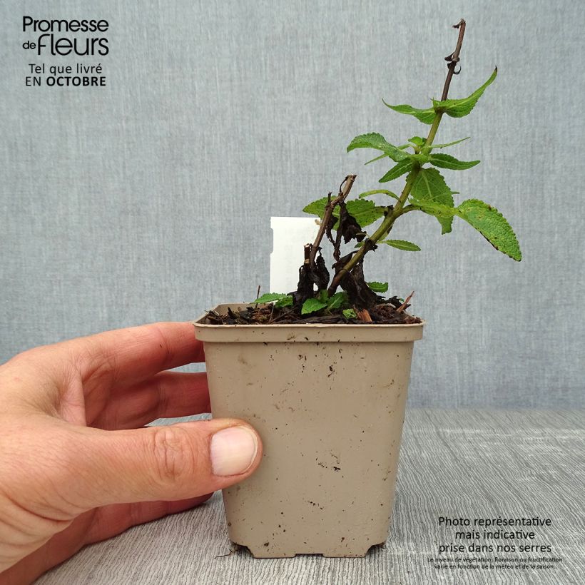 Esimerkki syksyllä toimitetusta Lehtosalvia Lubecca 8/9 cm taimiruukku-taimesta