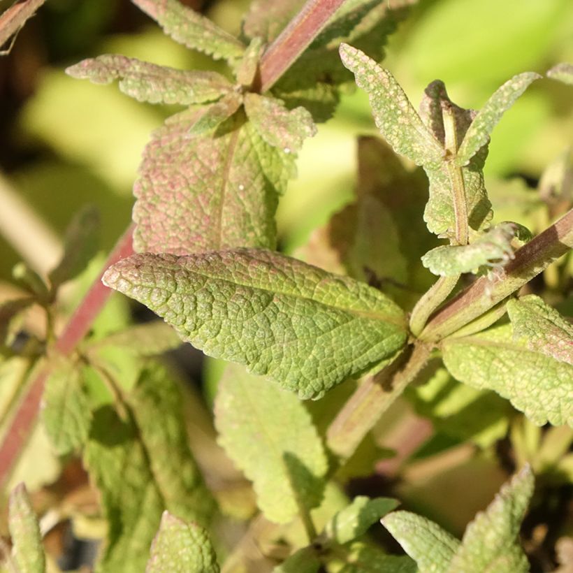 Loistosalvia Lyrical Rose (Lehvistö)