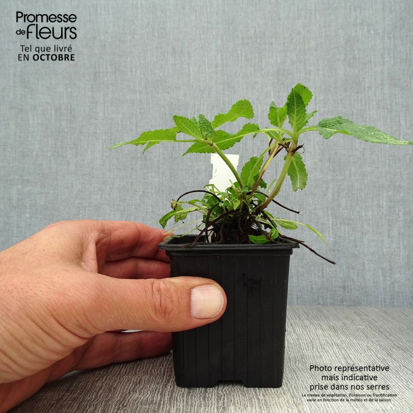 Esimerkki syksyllä toimitetusta Lehtosalvia Mainacht 8/9 cm taimiruukku-taimesta