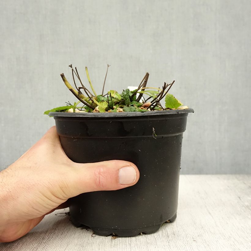 Esimerkki syksyllä toimitetusta Lehtosalvia Mainacht 2 litran/3 litran ruukku-taimesta
