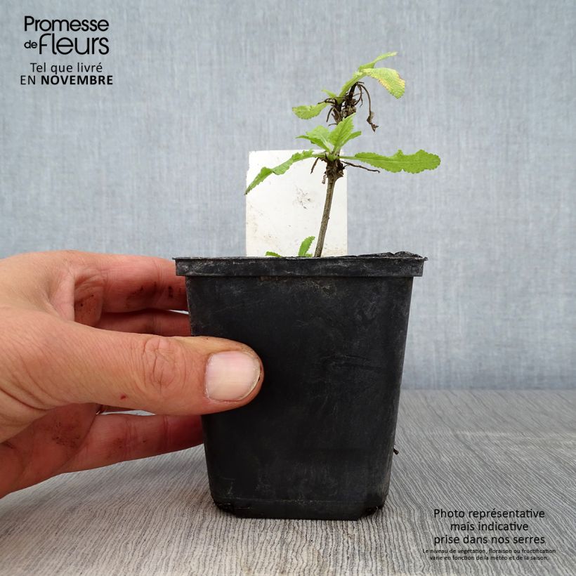 Esimerkki syksyllä toimitetusta Salvia nemorosa Marcus Haeumanarc - Sauge des bois Godet de 8/9 cm-taimesta