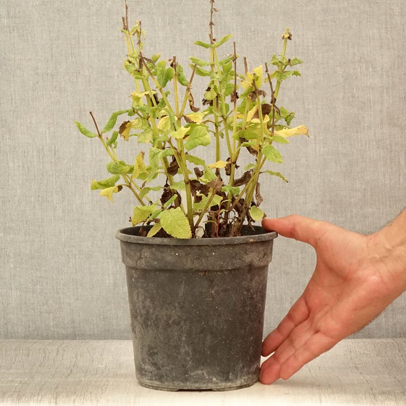 Esimerkki kesällä toimitetusta Salvia nemorosa Marcus Haeumanarc - Sauge des bois Pot de 2L/3L-taimesta