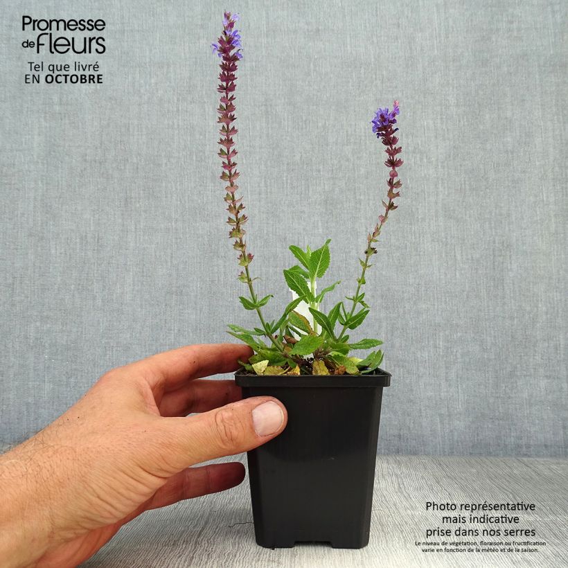 Esimerkki syksyllä toimitetusta Lehtosalvia Ostfriesland 8/9 cm taimiruukku-taimesta