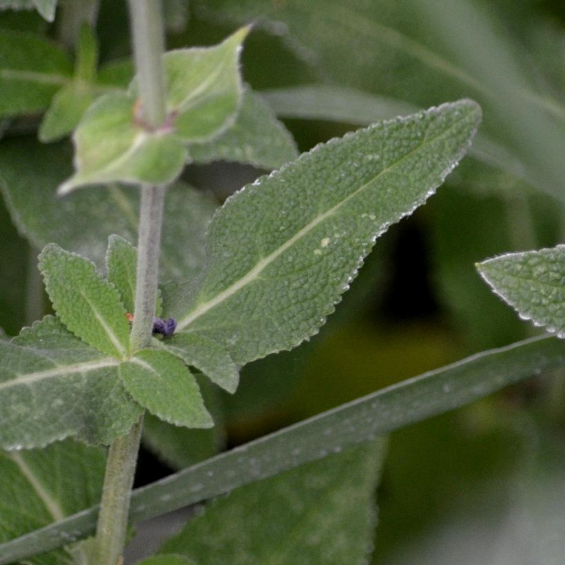 Lehtosalvia Ostfriesland (Lehvistö)