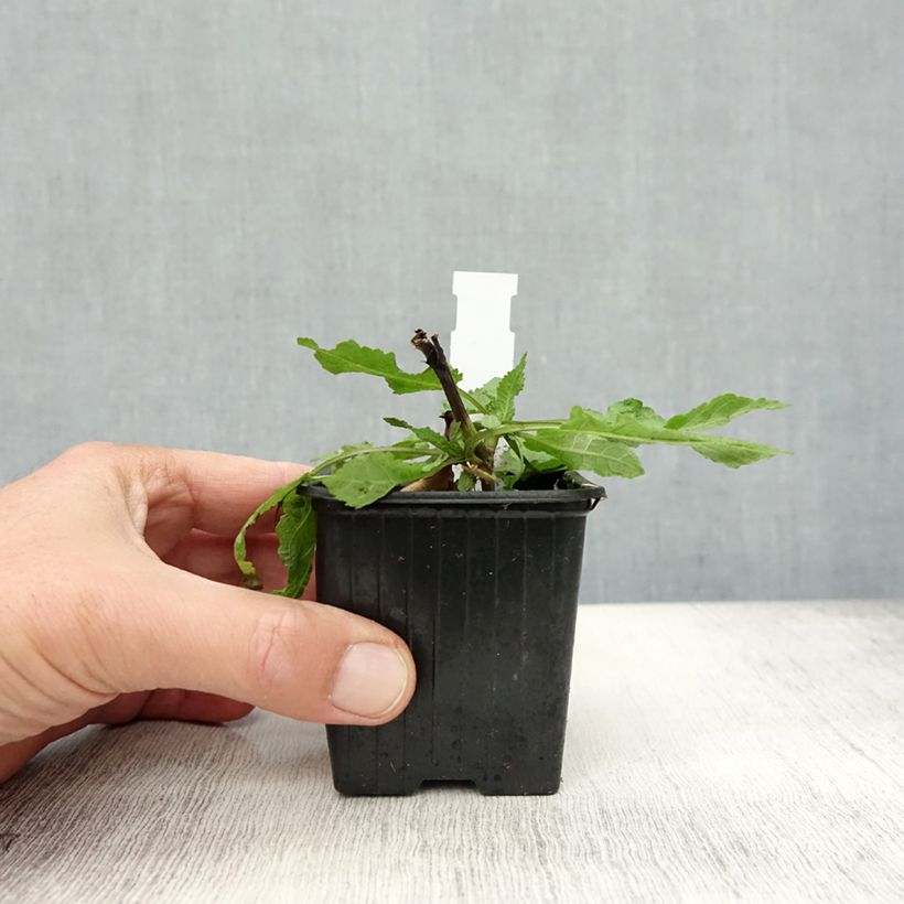 Esimerkki syksyllä toimitetusta Lehtosalvia Rose Queen 8/9 cm taimiruukku-taimesta