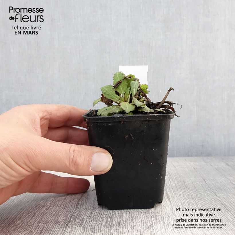 Esimerkki keväällä toimitetusta Lehtosalvia Rose Queen Godet de 8/9 cm-taimesta