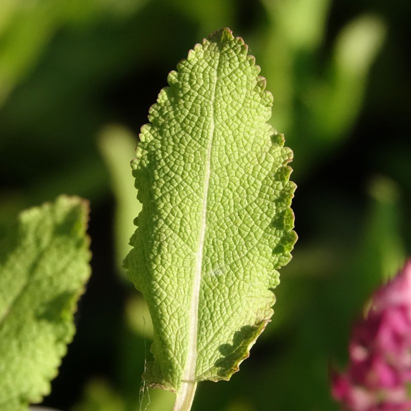 Lehtosalvia Rose Queen (Lehvistö)