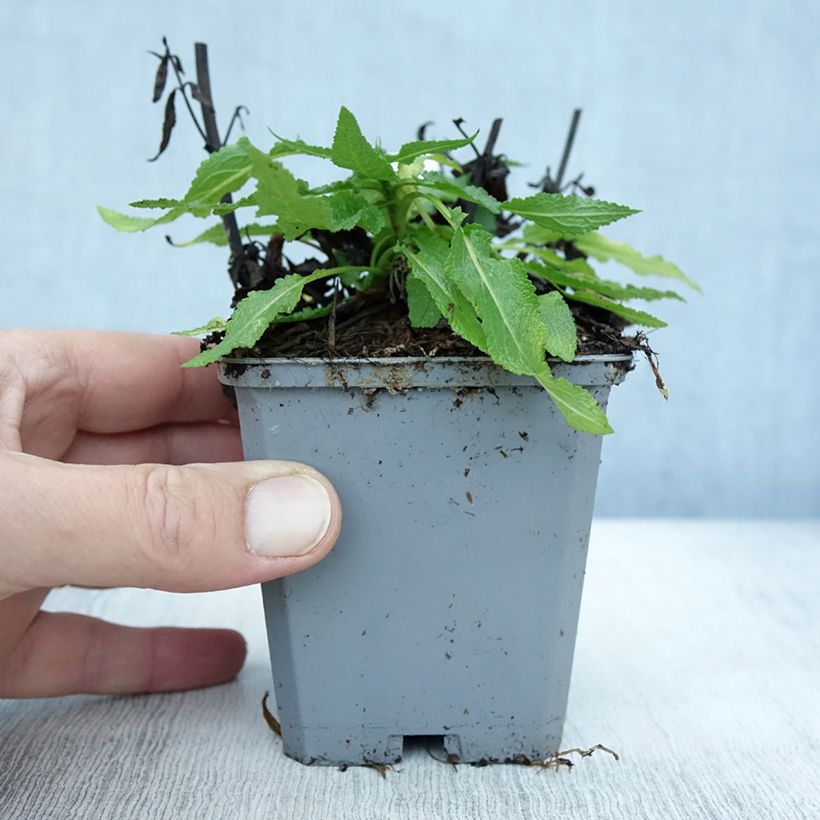 Esimerkki syksyllä toimitetusta Lehtosalvia Salute White 8/9 cm taimiruukku-taimesta
