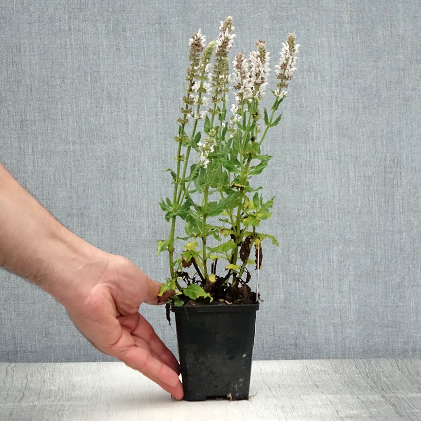 Esimerkki kesällä toimitetusta Salvia nemorosa Salute White - Sauge des bois Godet de 8/9 cm-taimesta