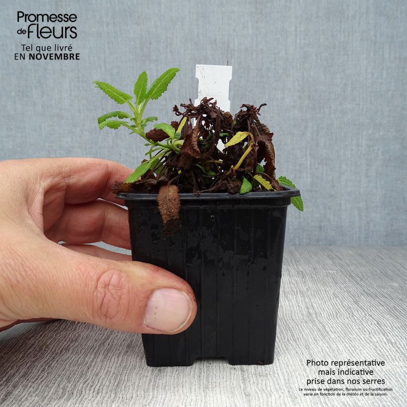 Esimerkki syksyllä toimitetusta Lehtosalvia Schneehügel 8/9 cm taimiruukku-taimesta