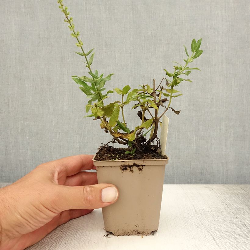 Esimerkki kesällä toimitetusta Lehtosalvia Schneehügel Taimiruukku 8/9 cm-taimesta