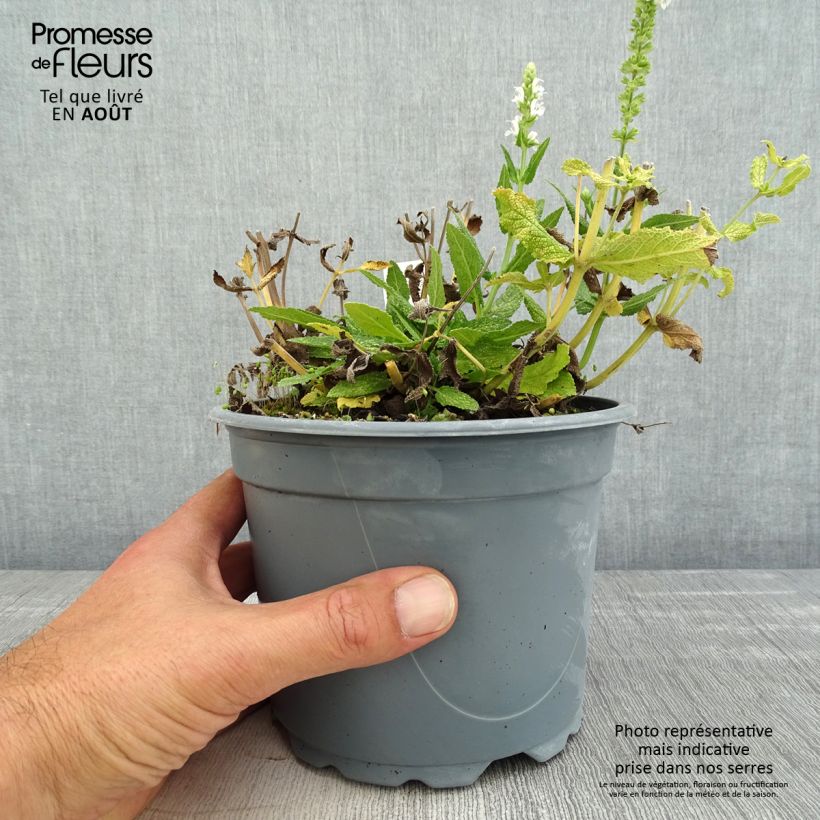 Esimerkki kesällä toimitetusta Lehtosalvia Schneehügel Ruukku 2L / 3L-taimesta