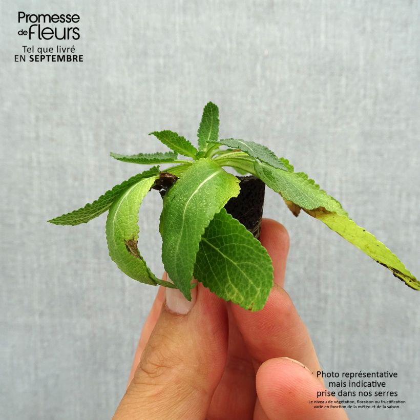 Esimerkki syksyllä toimitetusta Lehtosalvia Sensation Deep Blue Minipaakku Ø 3/4 cm-taimesta