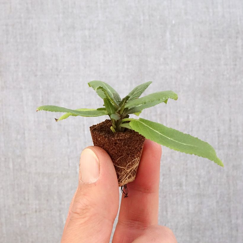 Esimerkki keväällä toimitetusta Lehtosalvia Sensation Rose Minipaakku Ø 3/4 cm-taimesta