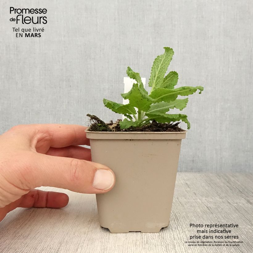 Esimerkki keväällä toimitetusta Lehtosalvia Sensation White 8/9 cm taimiruukku-taimesta