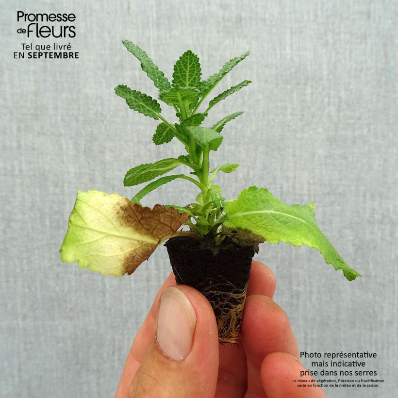 Esimerkki syksyllä toimitetusta Lehtosalvia Sensation White Minipaakku Ø 3/4 cm-taimesta