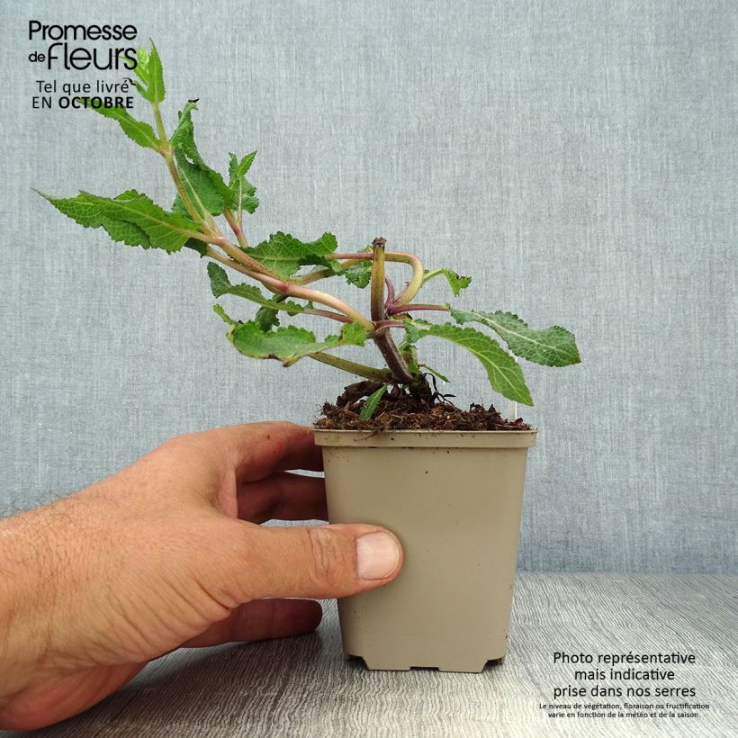 Esimerkki syksyllä toimitetusta Lehtosalvia Serenade 8/9 cm taimiruukku-taimesta