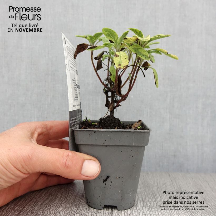 Esimerkki syksyllä toimitetusta Ryytisalvia Icterina 8/9 cm taimiruukku-taimesta
