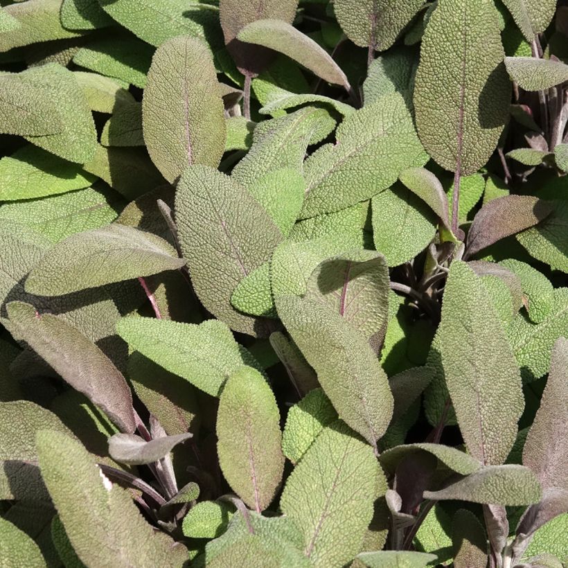 Ryytisalvia Purpurascens (Lehvistö)