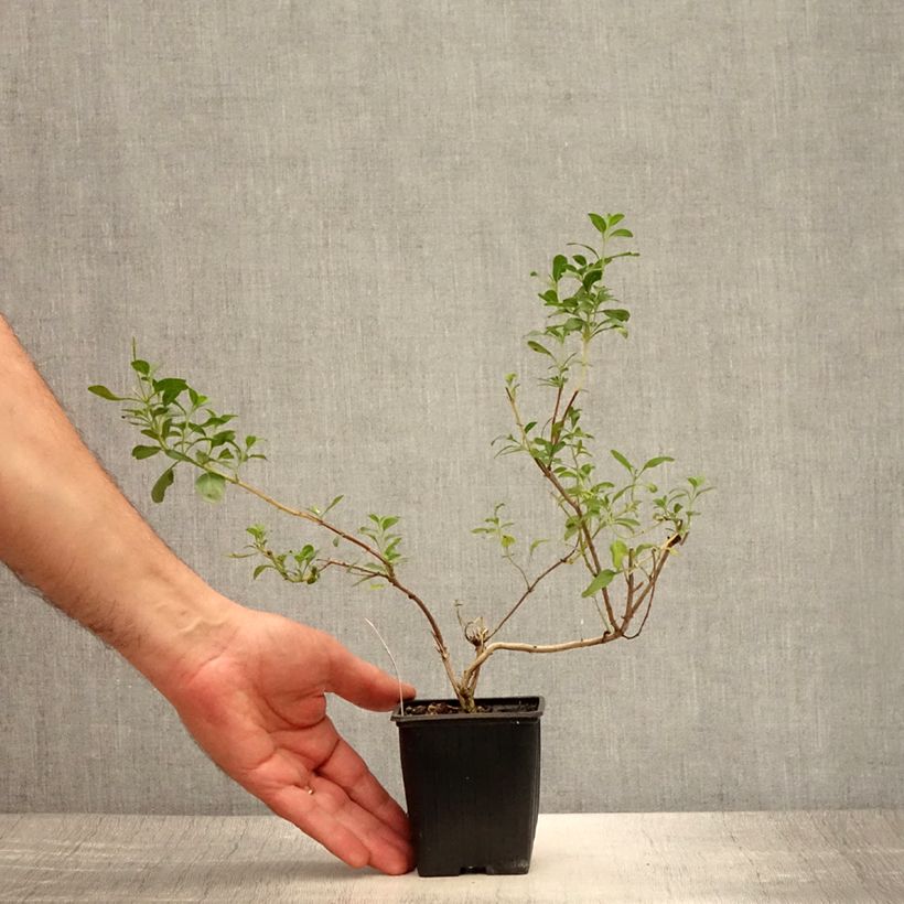 Esimerkki kesällä toimitetusta Keijunsalvia Papajan Godet de 8/9 cm-taimesta