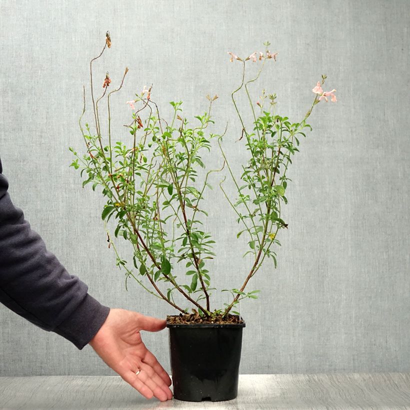 Esimerkki kesällä toimitetusta Keijunsalvia Papajan Pot de 2L/3L-taimesta