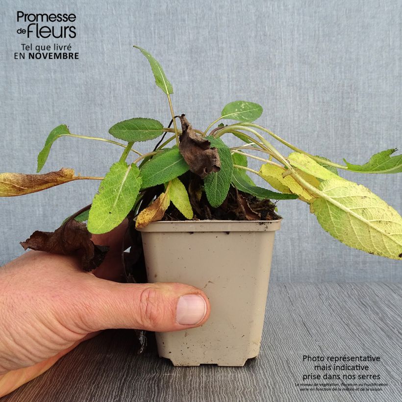 Esimerkki syksyllä toimitetusta Niittysalvia Eveline 8/9 cm taimiruukku-taimesta