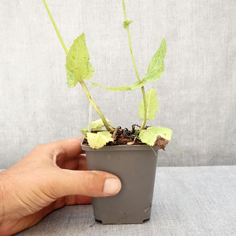 Esimerkki kesällä toimitetusta Niittysalvia Madeline Godet de 8/9 cm-taimesta