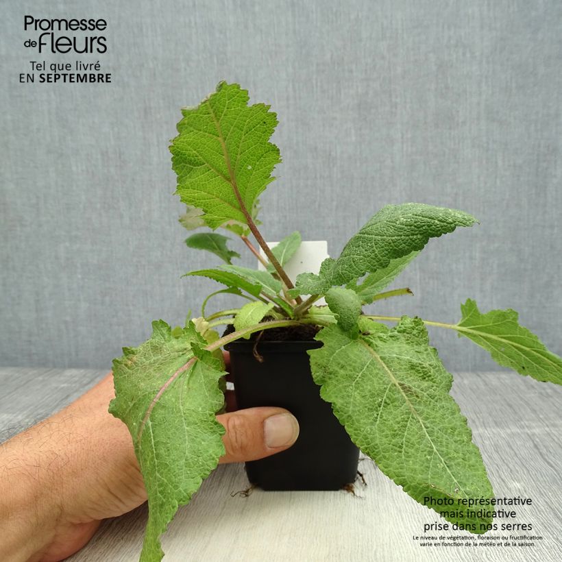 Esimerkki syksyllä toimitetusta Niittysalvia Rose Rhapsody 8/9 cm taimiruukku-taimesta