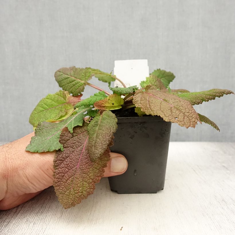 Esimerkki kesällä toimitetusta Salvia pratensis Rose Rhapsody - Sauge des près Godet de 8/9 cm-taimesta