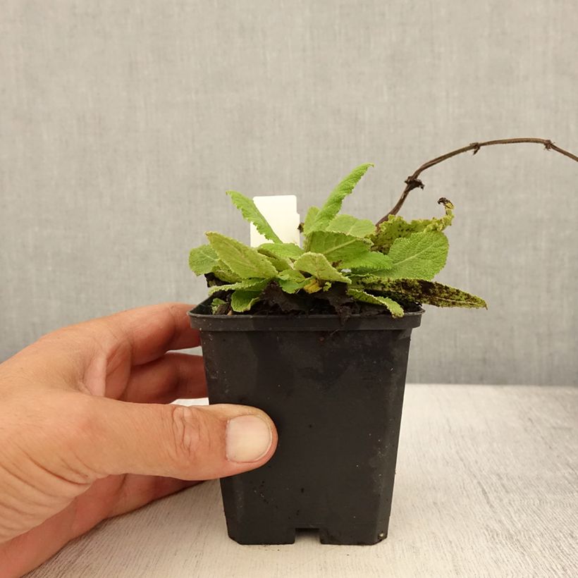Esimerkki kesällä toimitetusta Salvia pratensis Sky Dance - Sauge des près Godet de 8/9 cm-taimesta