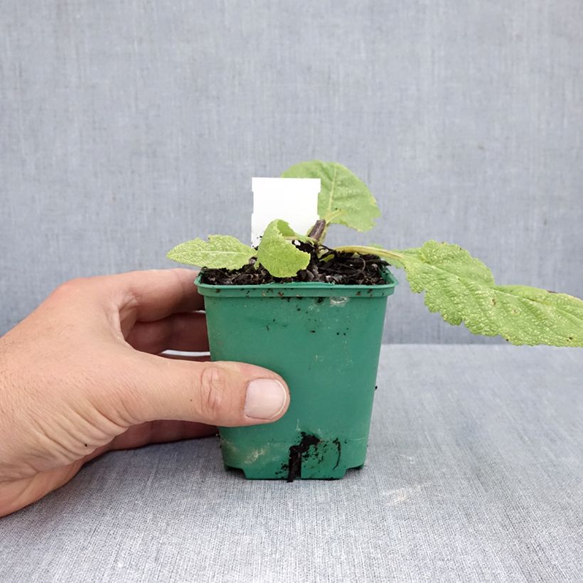 Esimerkki syksyllä toimitetusta Niittysalvia Swan Lake 8/9 cm taimiruukku-taimesta