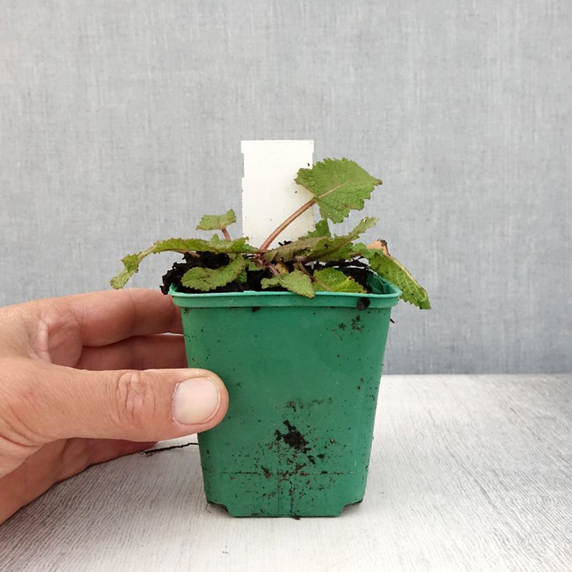Esimerkki kesällä toimitetusta Niittysalvia Sweet Esmeralda Godet de 8/9 cm-taimesta