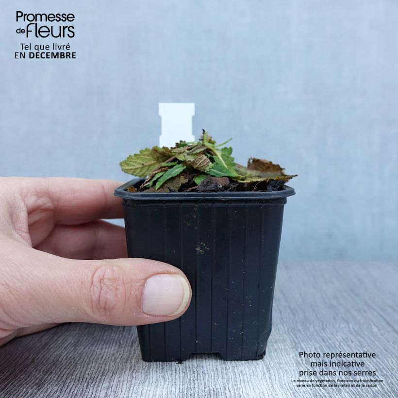 Esimerkki syksyllä toimitetusta Salvia pratensis Vanity Flair - Sauge des près  Godet de 8/9 cm-taimesta