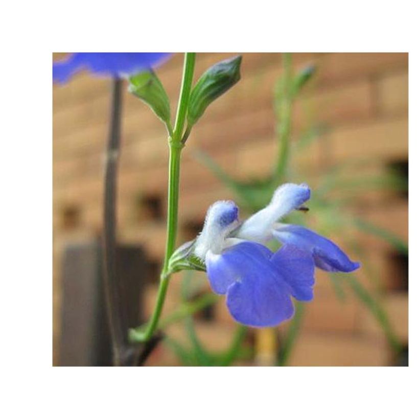 Keijunsalvia West Texas form (Kukinta)