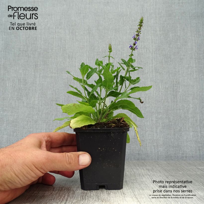 Esimerkki syksyllä toimitetusta Niittysalvia Reine Bleue 8/9 cm taimiruukku-taimesta