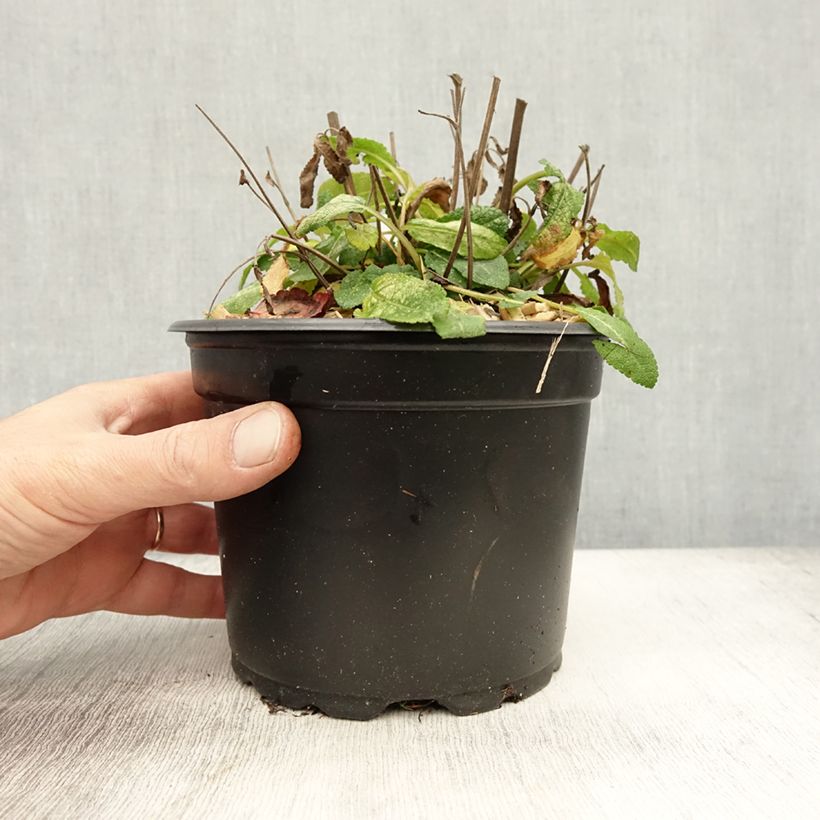 Esimerkki syksyllä toimitetusta Niittysalvia Reine Bleue 2 litran/3 litran ruukku-taimesta