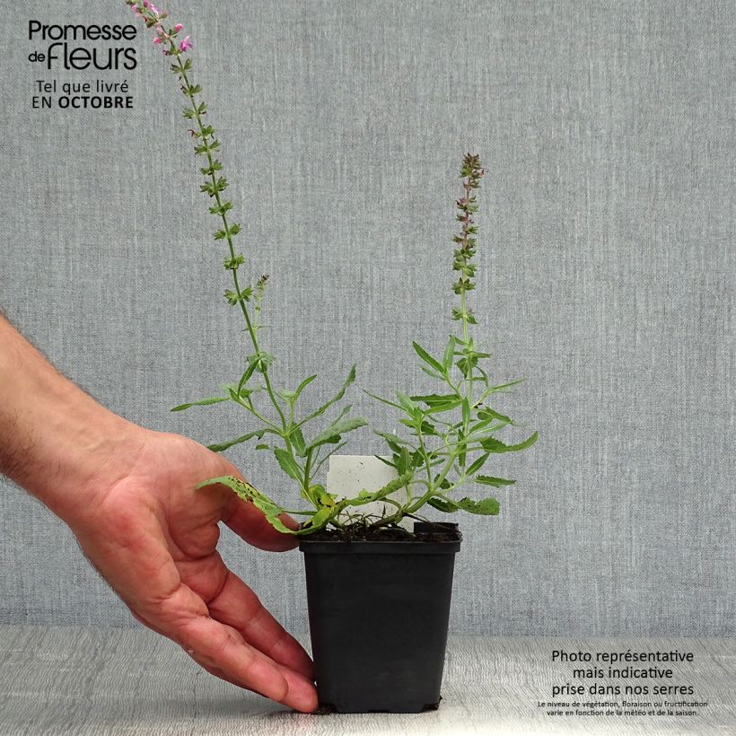 Esimerkki syksyllä toimitetusta Niittysalvia Reine Rose 8/9 cm taimiruukku-taimesta