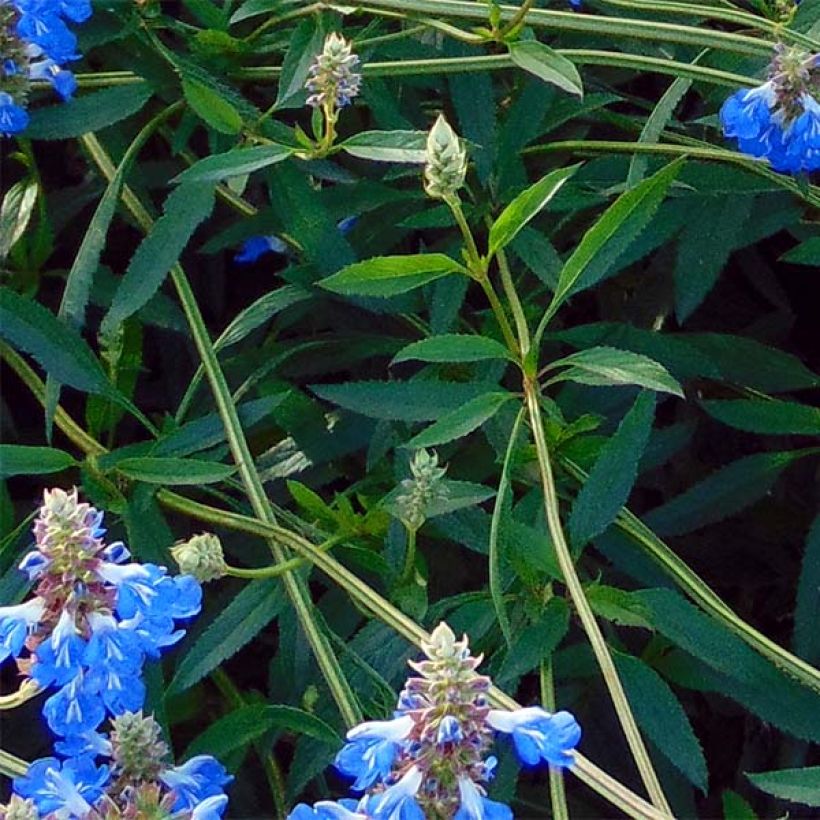 Keijunsalvia African Skies (Lehvistö)