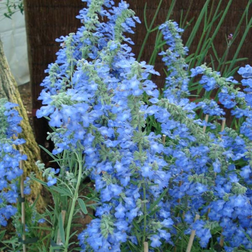 Keijunsalvia African Skies (Kukinta)
