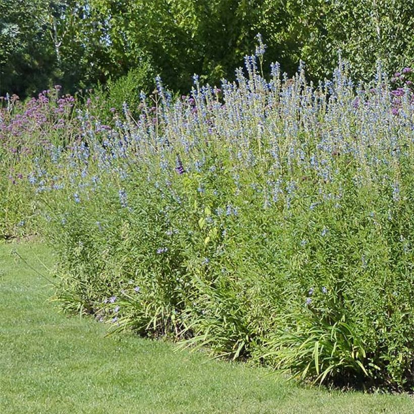 Keijunsalvia African Skies (Kasvutapa)