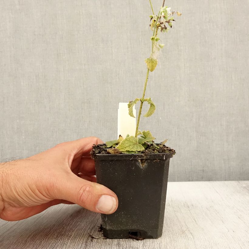 Esimerkki syksyllä toimitetusta Kiehkurasalvia Alba 8/9 cm taimiruukku-taimesta