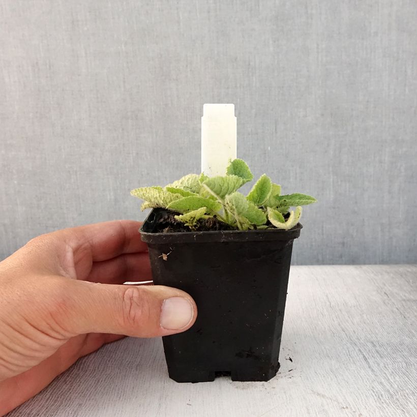 Esimerkki kesällä toimitetusta Kiehkurasalvia Alba Godet de 8/9 cm-taimesta