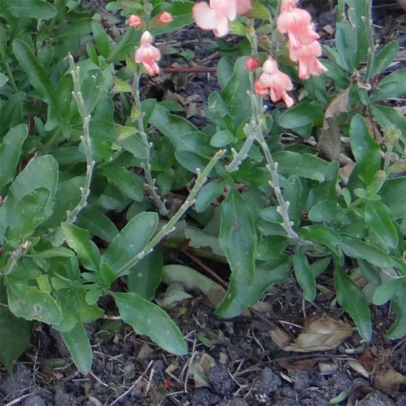 Keijunsalvia California Sunset (Lehvistö)