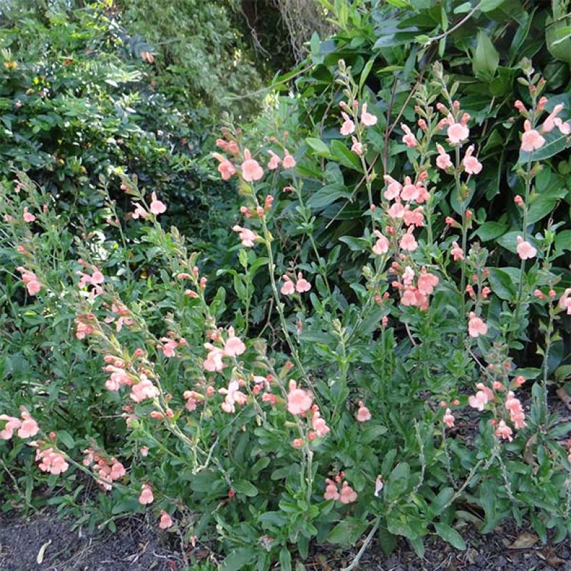 Keijunsalvia California Sunset (Kasvutapa)
