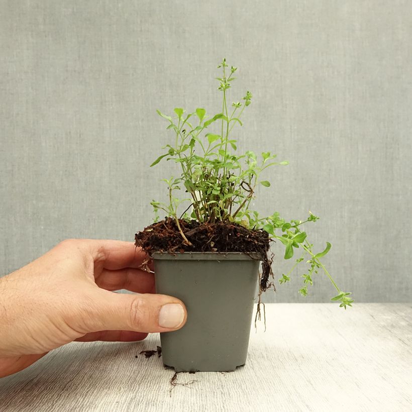 Esimerkki syksyllä toimitetusta Keijunsalvia Carolus 8/9 cm taimiruukku-taimesta