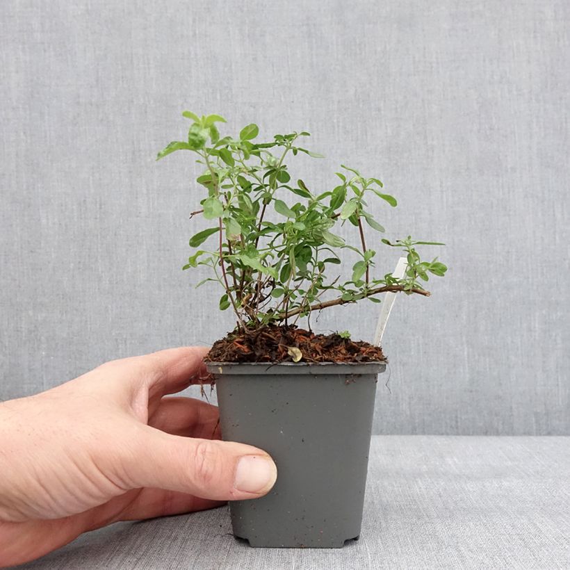 Esimerkki talvella toimitetusta Keijunsalvia Carolus Godet de 8/9 cm-taimesta